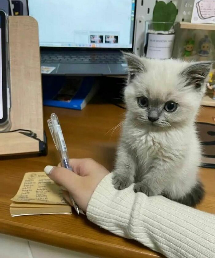 50 Animals Doing Whatever They Like, As Shared On This Instagram Account (New Pics)