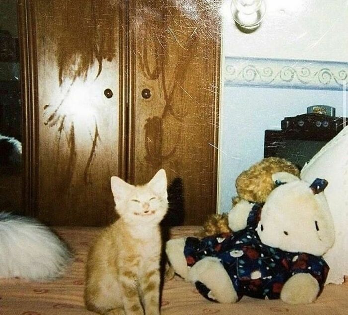 50 Animals Doing Whatever They Like, As Shared On This Instagram Account (New Pics)
