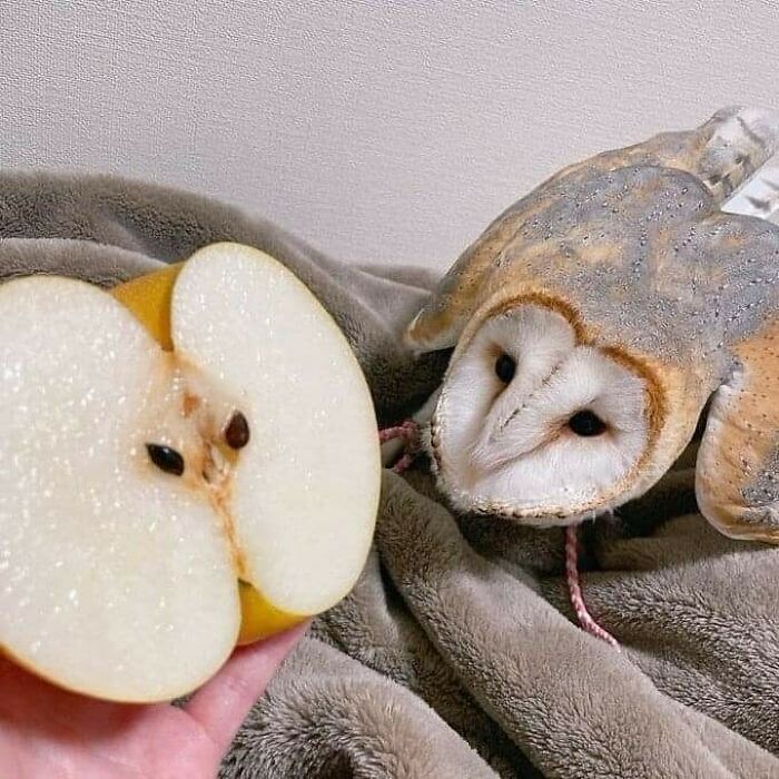 50 Animals Doing Whatever They Like, As Shared On This Instagram Account (New Pics)