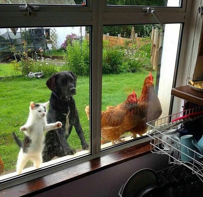 50 Animals Doing Whatever They Like, As Shared On This Instagram Account (New Pics)