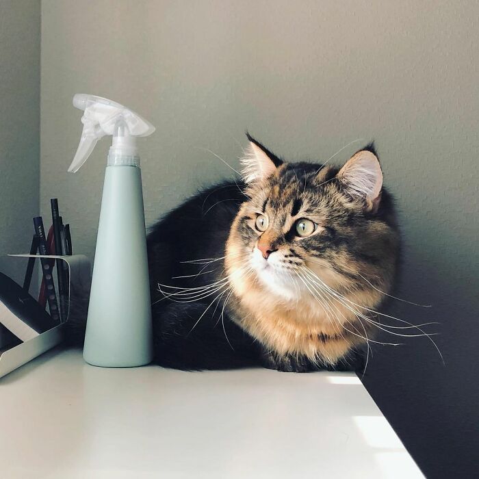 34 Pics Of A Cat That Has More Facial Expressions Than Most Humans