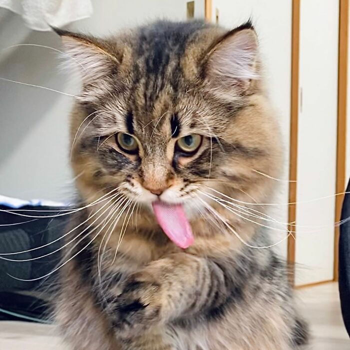 34 Pics Of A Cat That Has More Facial Expressions Than Most Humans