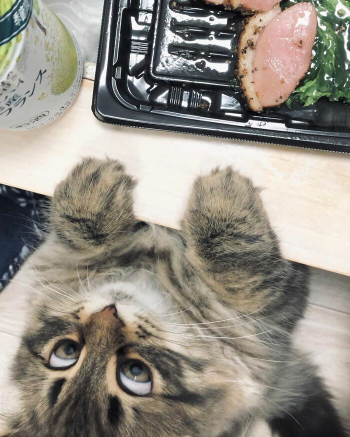 34 Pics Of A Cat That Has More Facial Expressions Than Most Humans