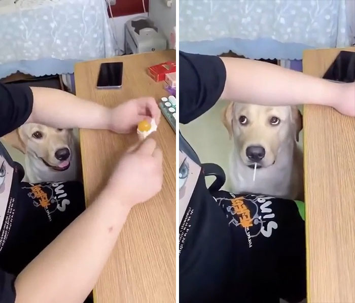 Un perro pide una piruleta y luego no sabe qué hacer con ella
