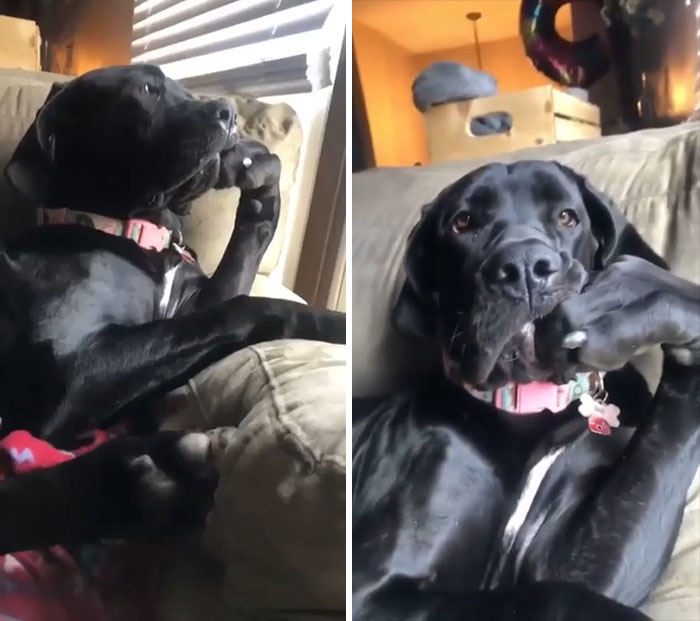 Perro reflexionando sobre el sentido de la vida