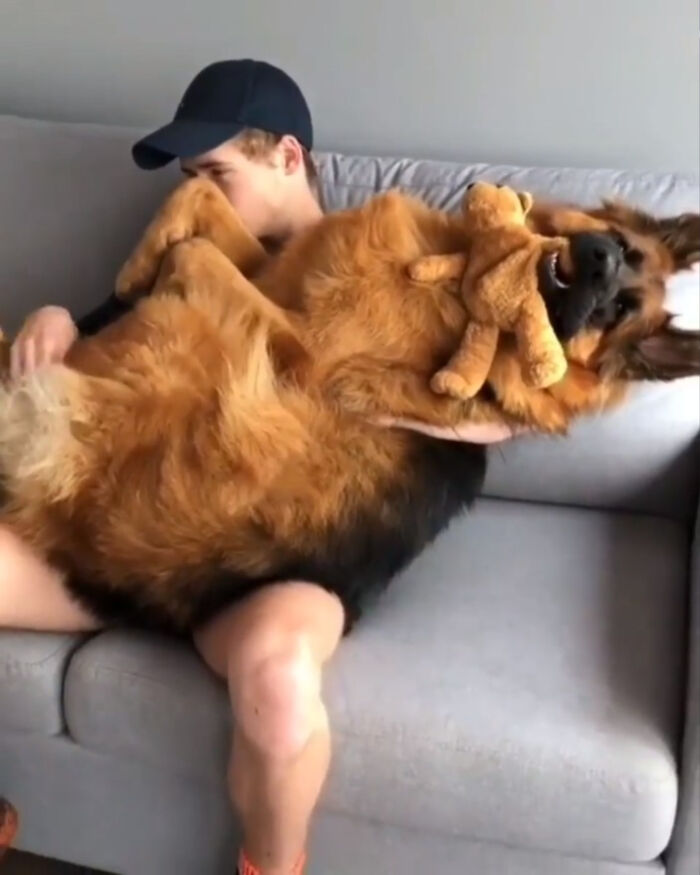 Cree que todavía es lo suficientemente pequeño para ser un perro faldero