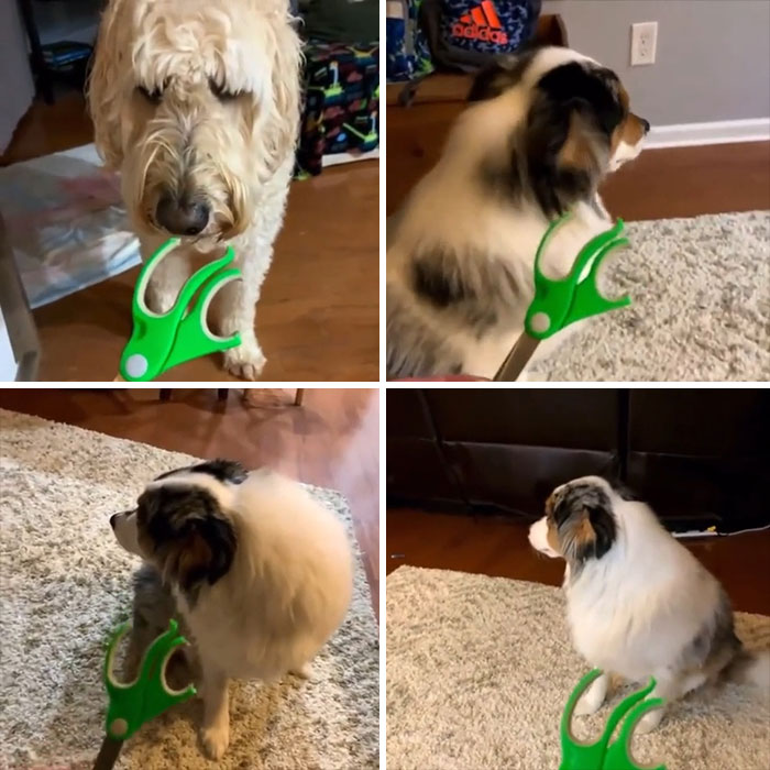 Se llama Prueba del Perro Culpable. El perro culpable no puede mirar directamente al objeto roto