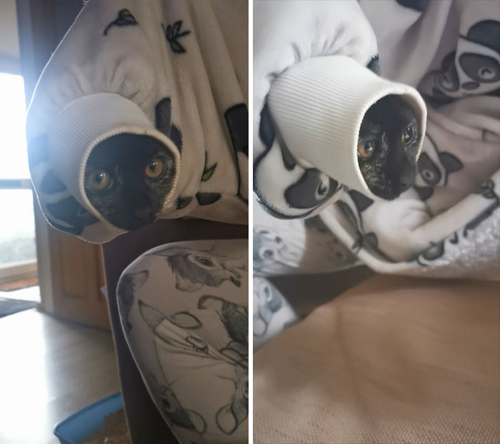 Nuestro gatito se metió en la manga de mi novia