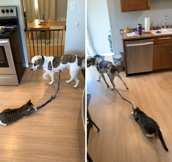 Nuestro cachorro encontró la manera de jugar con el gatito