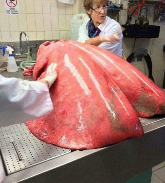 Pulmones de caballo totalmente inflados