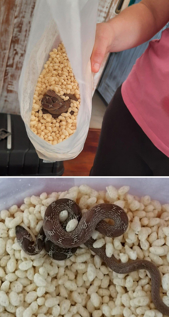 Supongo que tendremos que desayunar tostadas