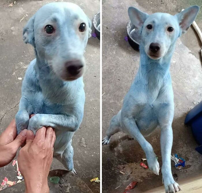 El dueño usó el shampoo equivocado (es tintura para cabello)