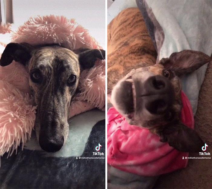 Los perros pueden enamorarse