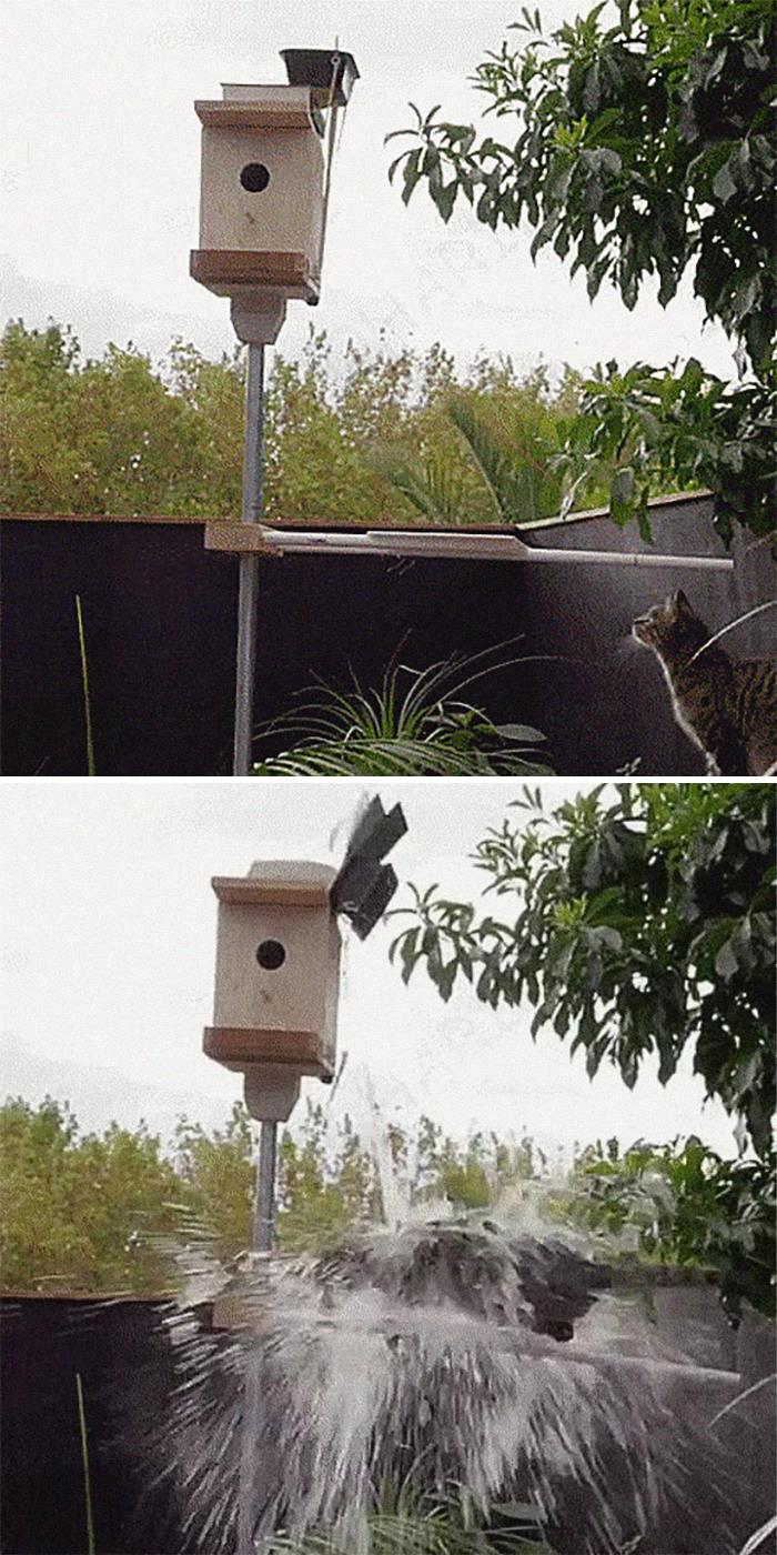 La trampa de la casita de pájaros