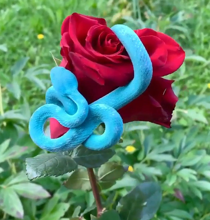Víbora azul