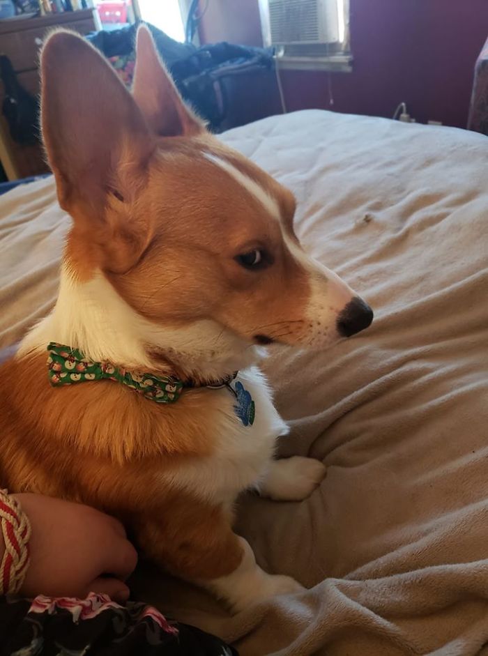 Dejé de acariciarlo durante 0,004 segundos y recibí esta seria mirada de lado