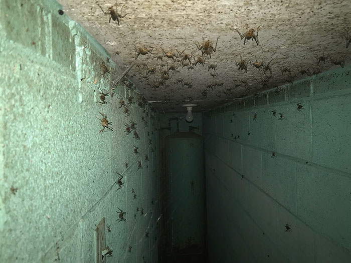 Descubrí que la casa en la que vivimos tiene un búnker debajo. Me las arreglé para deslizar mi teléfono en una de las grietas de la puerta para tomar esta foto espeluznante