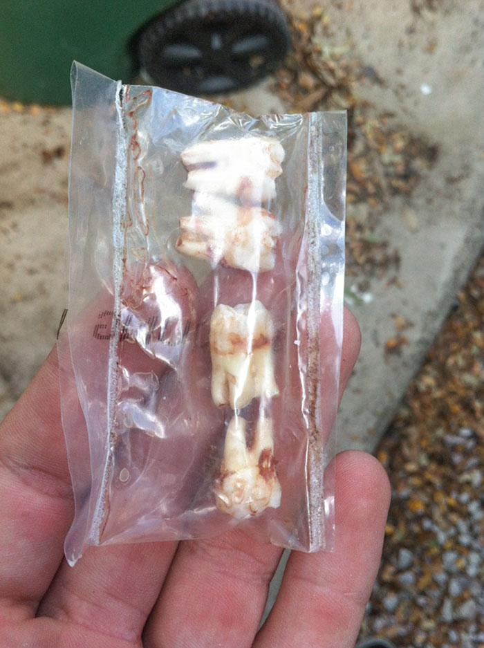 Se mudó a una nueva casa y estos estaban en el congelador