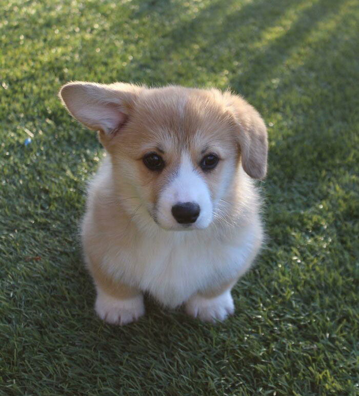 Maverick, un cachorro de Corgi, antes de que se le levantara la otra oreja