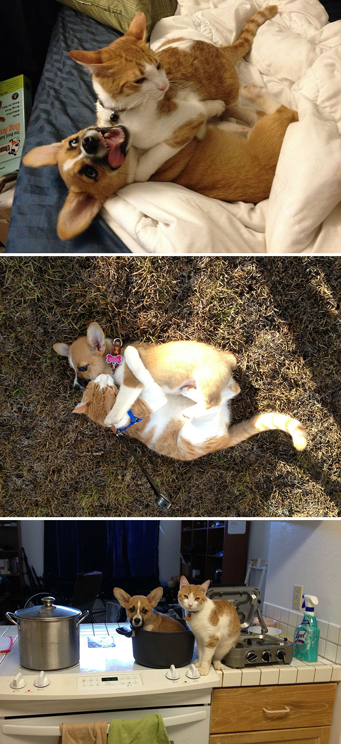 Mi gato y mi corgi son los mejores amigos