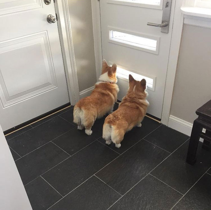 Instalada la nueva puerta para corgis