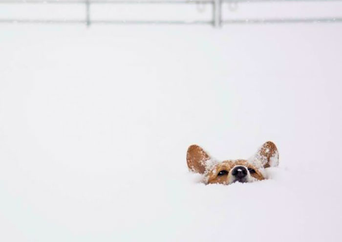 La nieve aquí es de, al menos, un corgi de profundidad