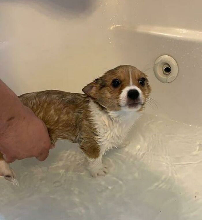 Sólo un bebé de corgi tomando un baño