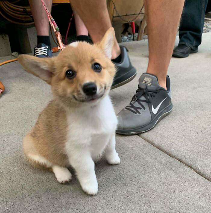 Un cachorro de corgi ofreciendo una pequeña sonrisa
