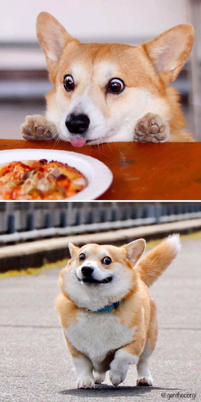 Os presento a Gen, un corgi japonés cuyas expresiones faciales pueden alegraros el día al instante