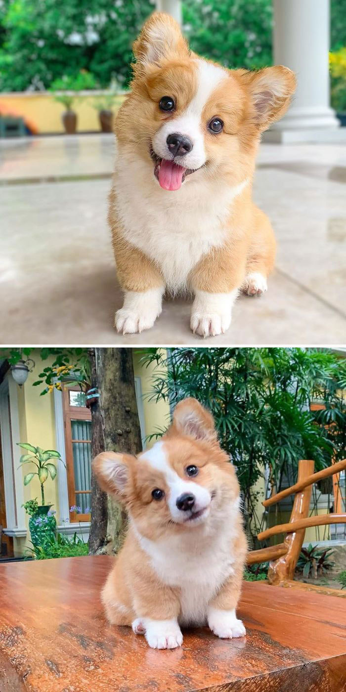 No todos los perros son buenos chicos. Algunos son buenas chicas