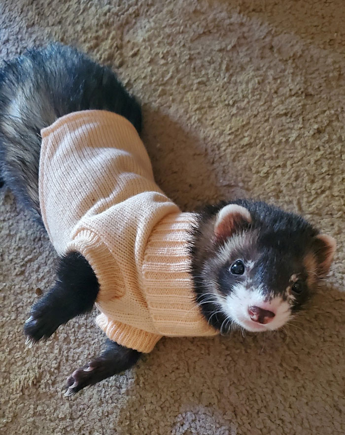Mi hermoso y pequeño Sneeze