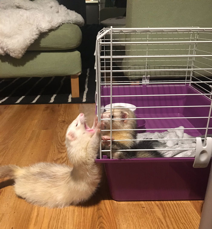 Lilith se quedará en su jaula por un tiempo, pero Peach no se lo está tomando muy bien