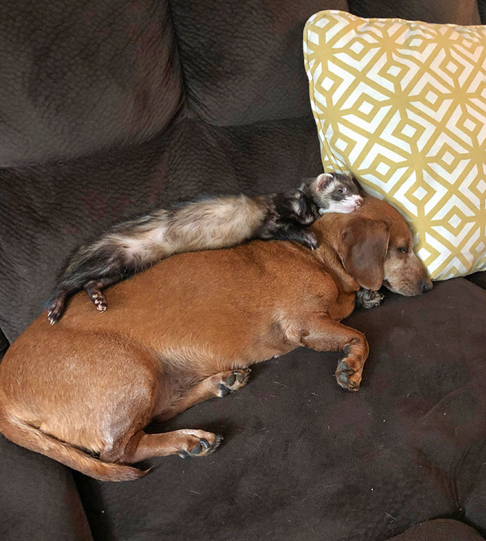 Mi hurón se quedó dormido encima de mi perro