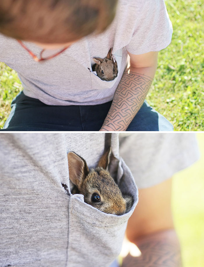Conejo de bolsillo