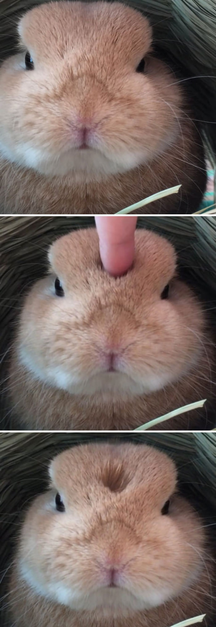Boop