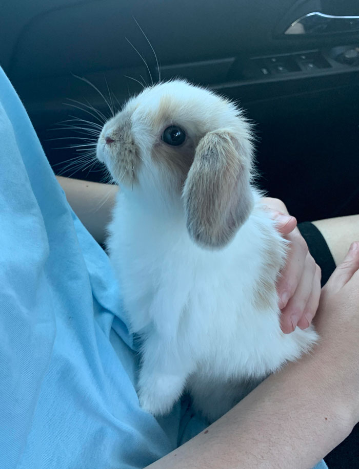 La nueva conejita de mi novia, Korra