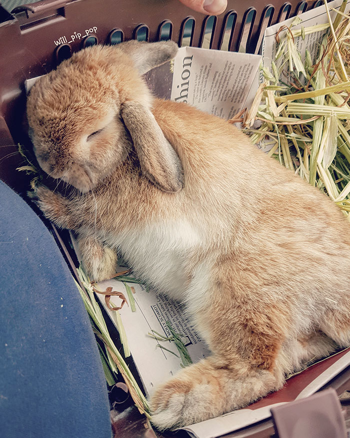 Recogí a este pequeño de un rescate a una hora de su casa. En lugar de estar aterrorizado, se quedó profundamente dormido. Ahora estás a salvo para siempre, mi bebé