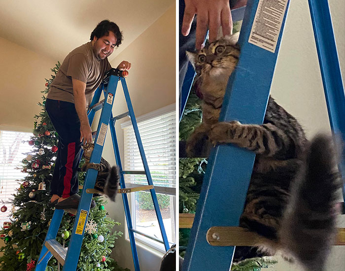 Es la primera vez que mi gato de interior experimenta las alturas e inmediatamente se arrepintió