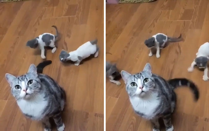 “Cola...” “¡Cola!” “¡Cola!”