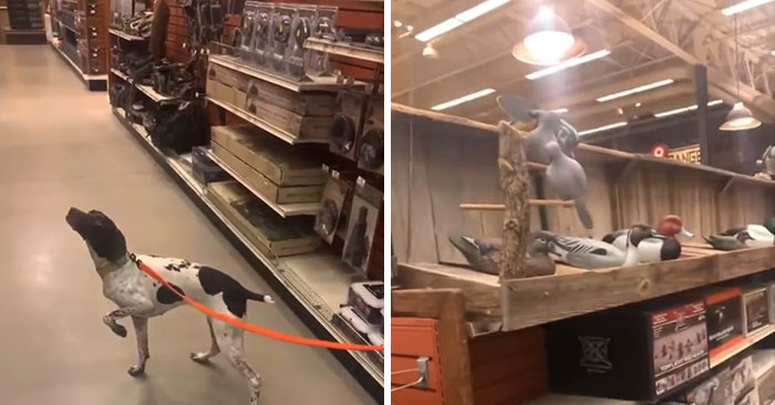 Un perro tontorrón señalando a los pájaros de madera