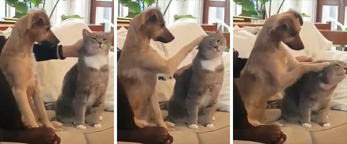 Se esfuerza por aprender a acariciar al gatito