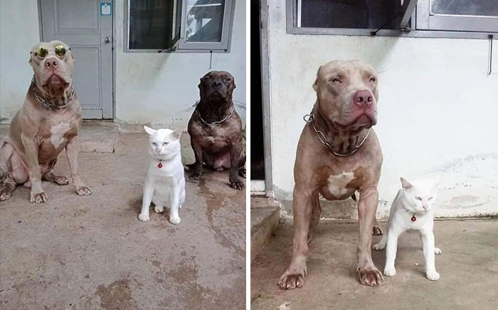 Seguro que nadie va a robar en esta casa