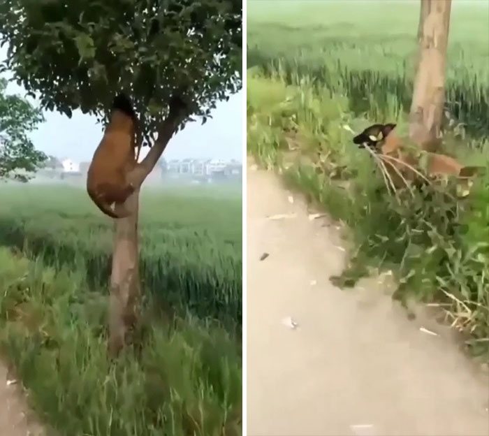 ¿Que no hay palo? No hay problema
