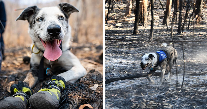 Un perro recibe un premio de honor por salvar a más de 100 koalas durante los incendios forestales