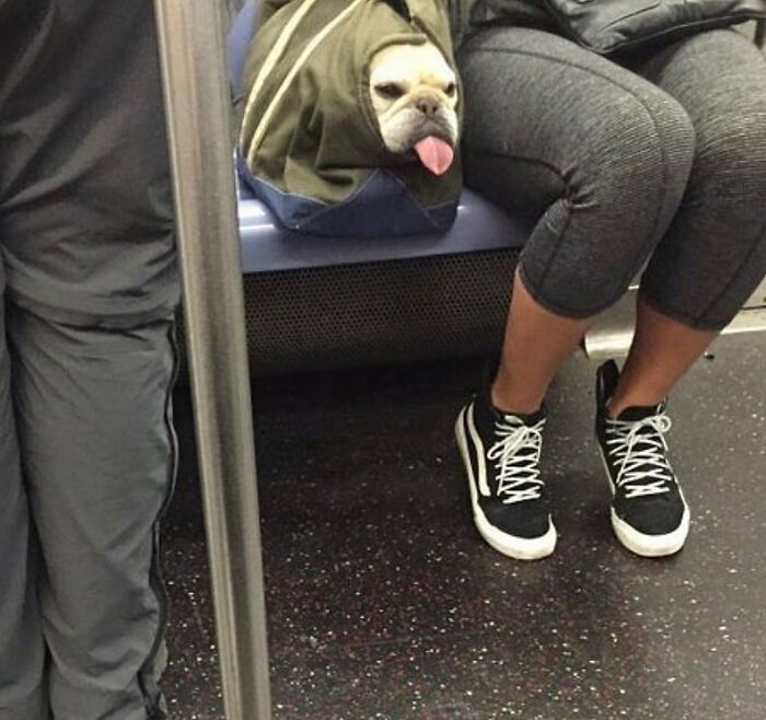 41 Times Folks Were Caught Carrying Dogs In Bags And It’s Adorable