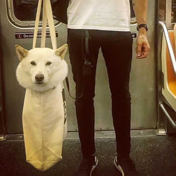 41 Times Folks Were Caught Carrying Dogs In Bags And It’s Adorable