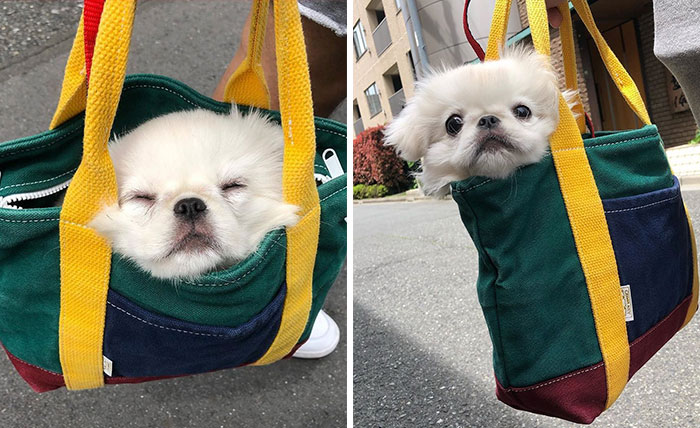 41 Times Folks Were Caught Carrying Dogs In Bags And It’s Adorable