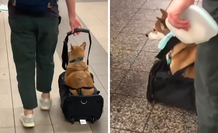41 Times Folks Were Caught Carrying Dogs In Bags And It’s Adorable