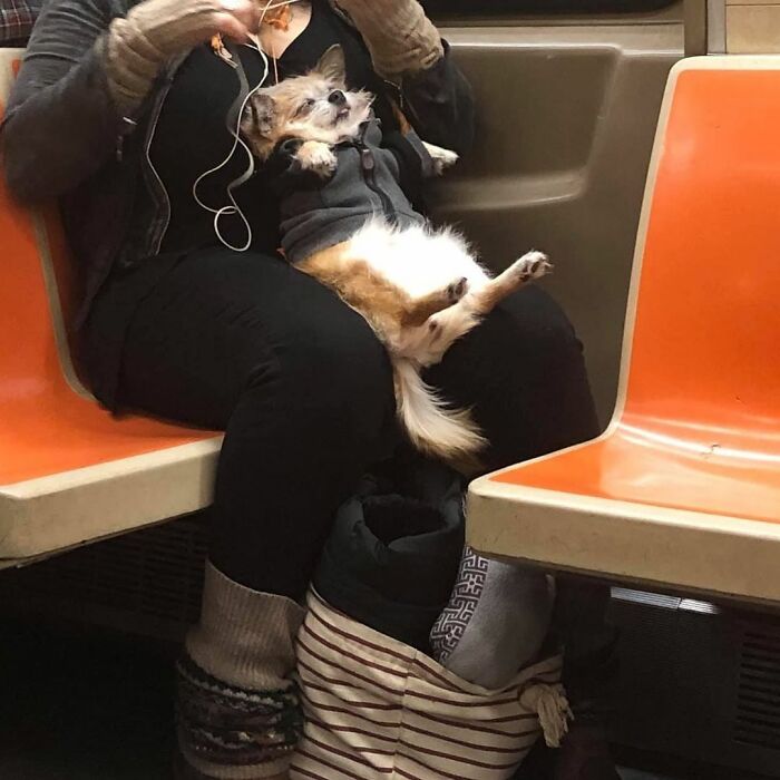 41 Times Folks Were Caught Carrying Dogs In Bags And It’s Adorable
