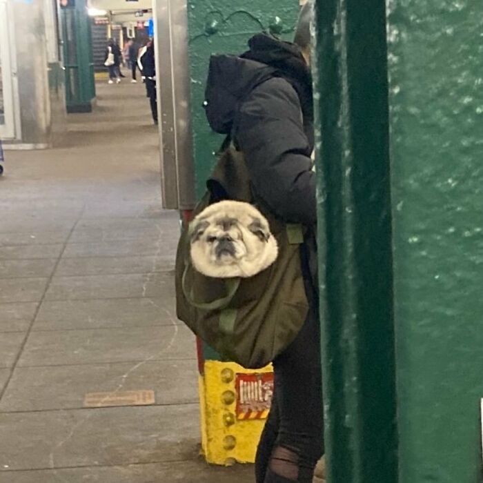 41 Times Folks Were Caught Carrying Dogs In Bags And It’s Adorable